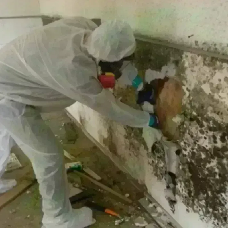 Mold Remediation and Removal in Machias, WA